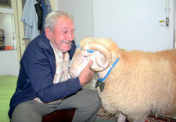 Kesmeye kıyamadığı koçun bayramlaşmaya çıkardı