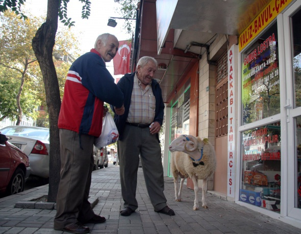 Kesmeye kıyamadığı koçun bayramlaşmaya çıkardı