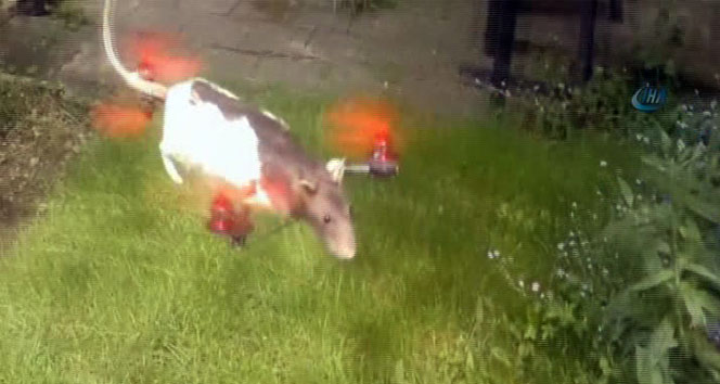 Ölen fareden ‘farekopter’ yaptılar