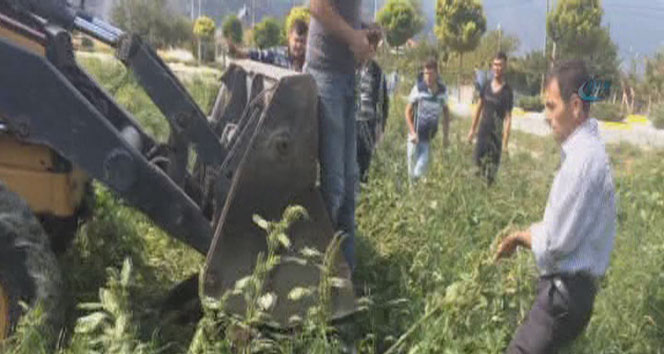 Kırkağaç'ta danaya inanılmaz işkence