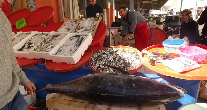 87 kiloluk dev balık şaşırttı