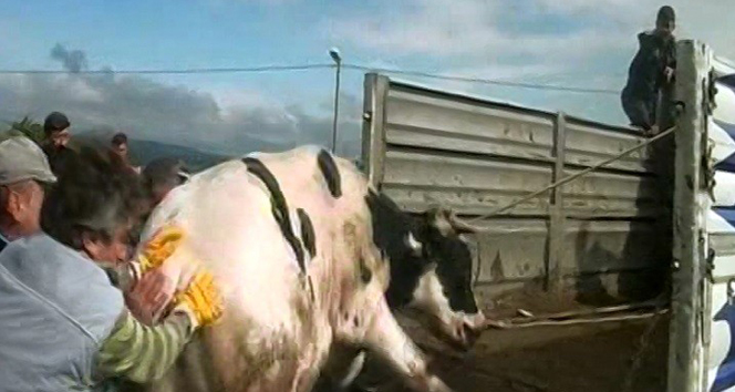 İnatçı boğa trafiği aksattı