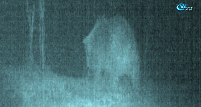 Ceset yiyen ayı foto kapanla tespit edildi