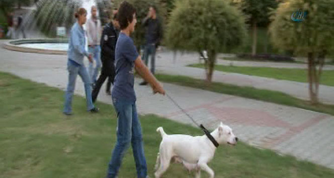 Parkta pitbull dehşeti
