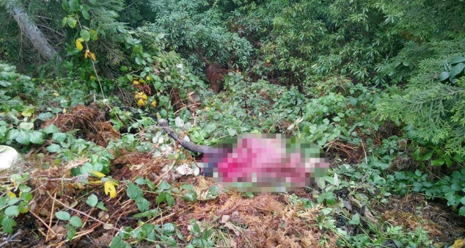 Aç kalan ayı at yedi!