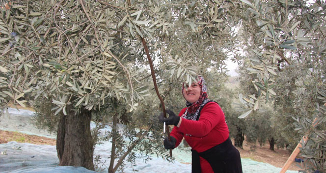 Kara elmasın dalından sofraya meşakkatli yolculuğu