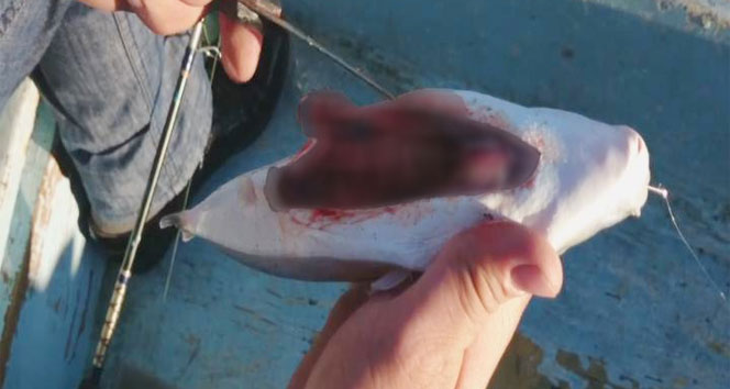 Balon balığının karnı parçalandı yine ölmedi balon balığı,deniz canavarı,muğla marmaris