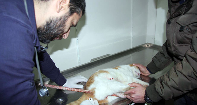 Dengesini kaybeden kedi inşaat demirine saplandı&nbsp;bursa,demi saplanma,ev çatısı,kedi