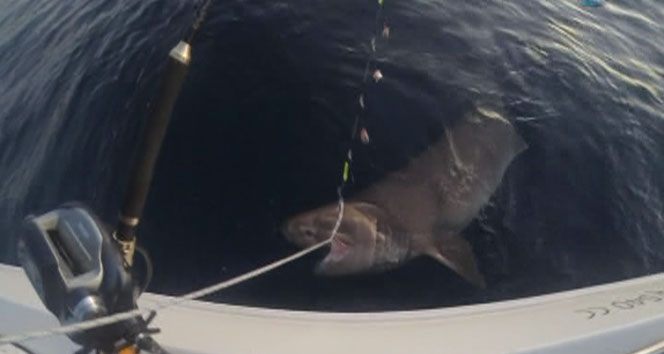 Dev köpek balığı oltaya böyle takıldı&nbsp;antalya,antalya alanya,köpek balığı