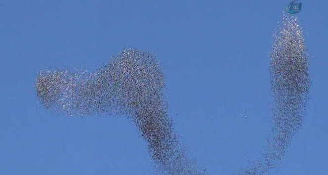 Kuşların gökyüzündeki dansı büyüledi&nbsp;Denizli,gökyüzü,kuşlar