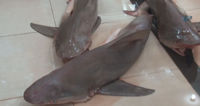Dev köpek balıkları yakalandı Akdeniz,Deniz Kaya,köpek balıkları