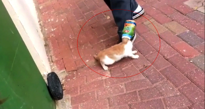 Bunu yapan insan olabilir mi ! kedi