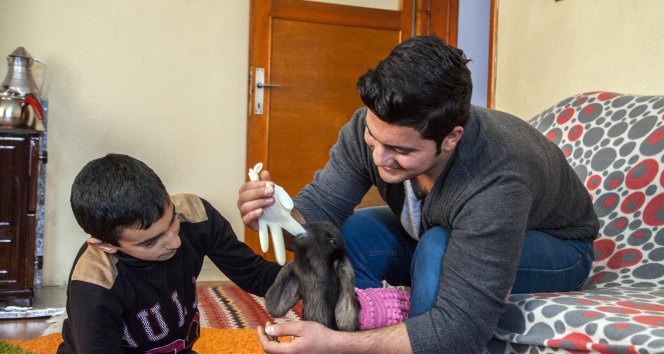 Böyle kuzu sevgisi görülmedi ahlat,kuzu,Onur Saçan,ufaklık