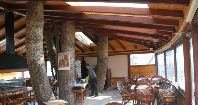 Ağaçları kesmemek için lokantanın mimarisini değiştirdi ağaç,işyeri,Tokat