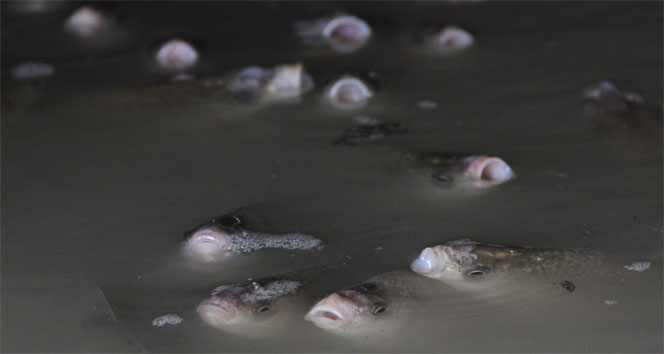 Binlerce balık kanalda mahsur kaldı&nbsp;adana,balık,baraj,mahsur kalma,yumurta