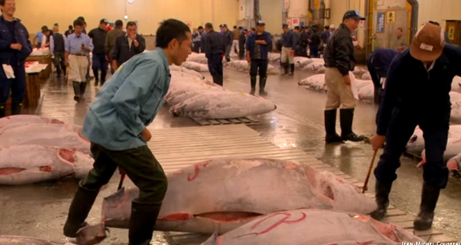 Bu mezat dev orkinoslar için&nbsp;Dev orkinoslar,japonya,mezat