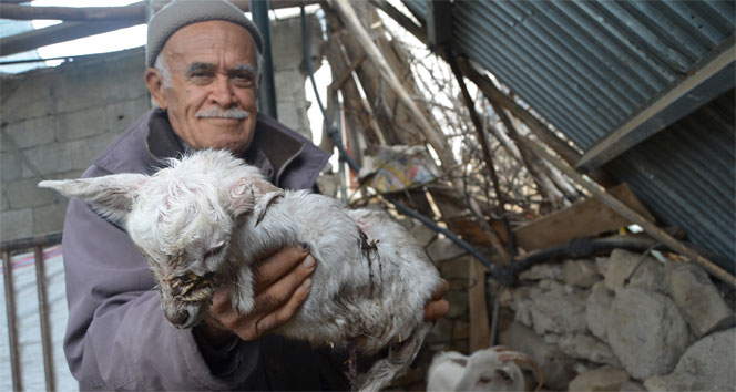 Dört ayağı olmayan oğlak doğdu&nbsp;adana kozan,oğlak