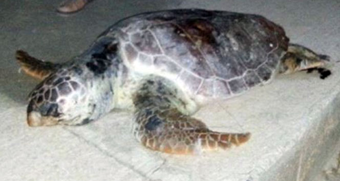 Lodosa dayanamadılar !&nbsp;lodos,ölüm,Saros Körfezi,yunus balıklar