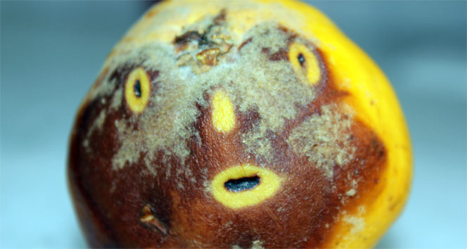 Ayvadaki insan yüzü mü?&nbsp;ayva,elazığ,pişmiş ayva