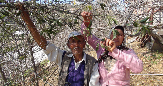 Kış ortasında ‘yaz’ meyveleri şaşırttı&nbsp;antalya,kış mevsimi,yaz meyvesi