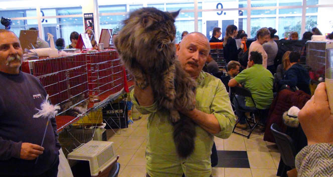 13 kiloluk kediye 1 milyon TL fiyat biçildi 13 kiloluk kedi