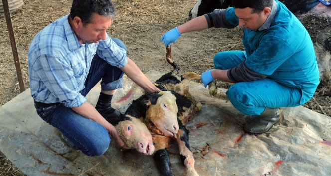 Çift başlı buzağı görenleri hayrete düşürdü&nbsp;Çift başlı buzağı,muğla