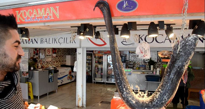 Piton gibi balık balık,marmara denizi,piton