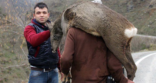 Karacayı köpeklerden vatandaş kurtardı Giresun,Karaca