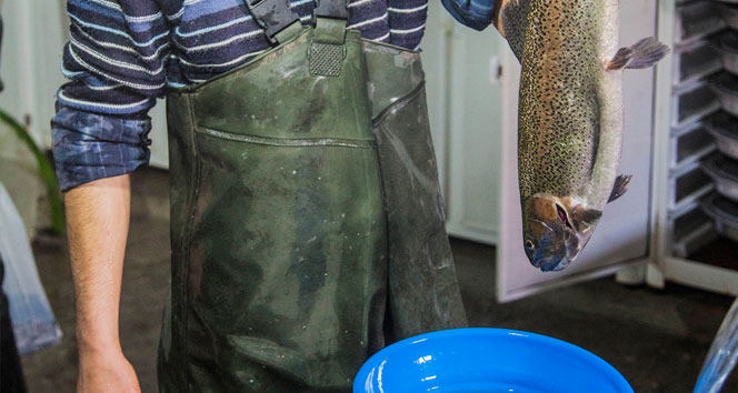 Alabalığın yetişme aşamaları görenleri adeta büyülüyor&nbsp;alabalık,alabalık yetiştiriciliği,Bitlis