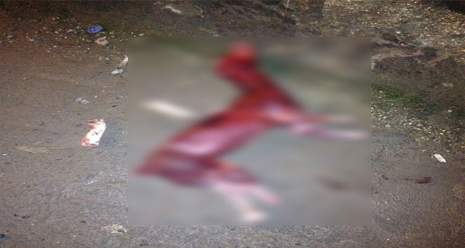 İnsanlık dışı olay! Köpeğin...&nbsp;derisi soyulma,köpek,Viranşehir