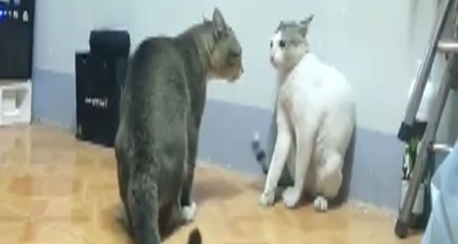 Boksör kediler sosyal medyayı sarstı boksör kediler,kedi