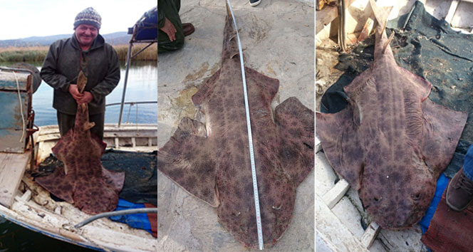 Körfezde ilk defa görüldü gökova körfezi,muğla